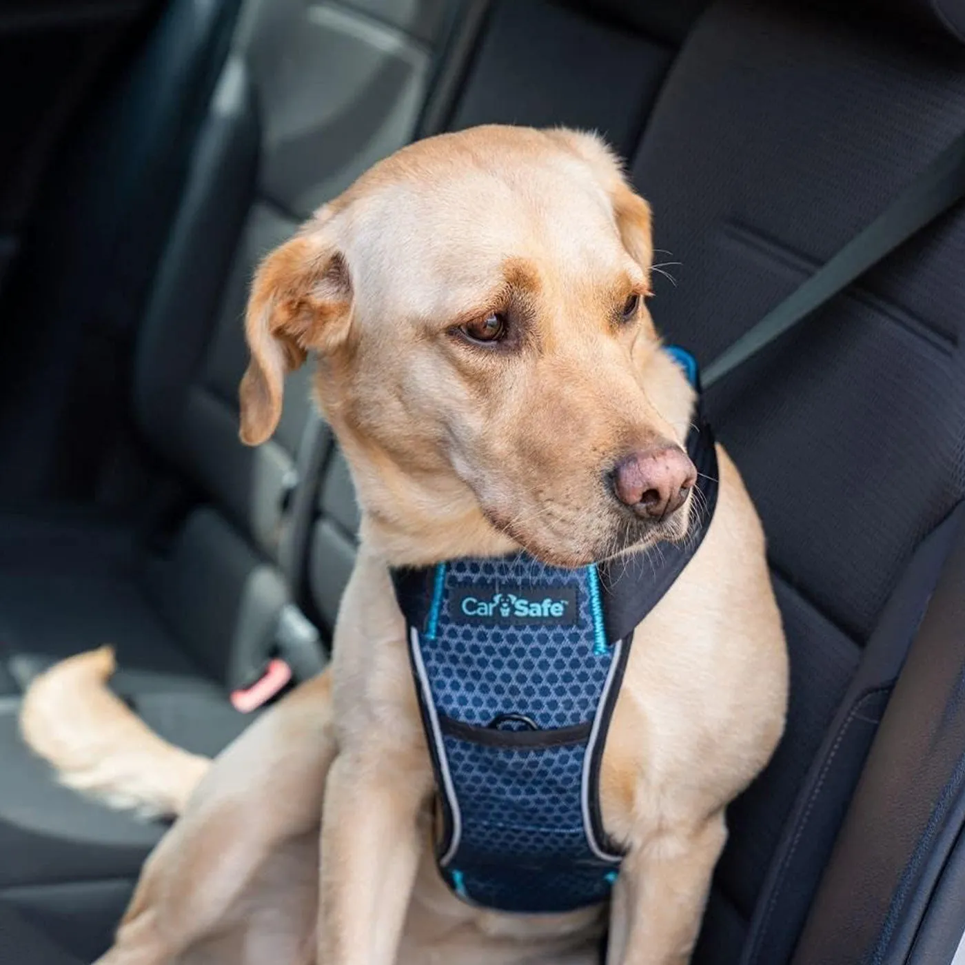 CarSafe Crash Tested Dog Harness